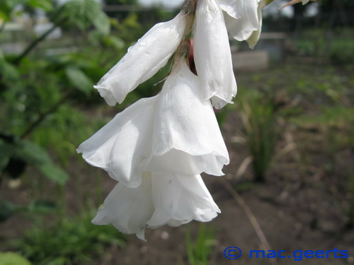 Dierama pendulum